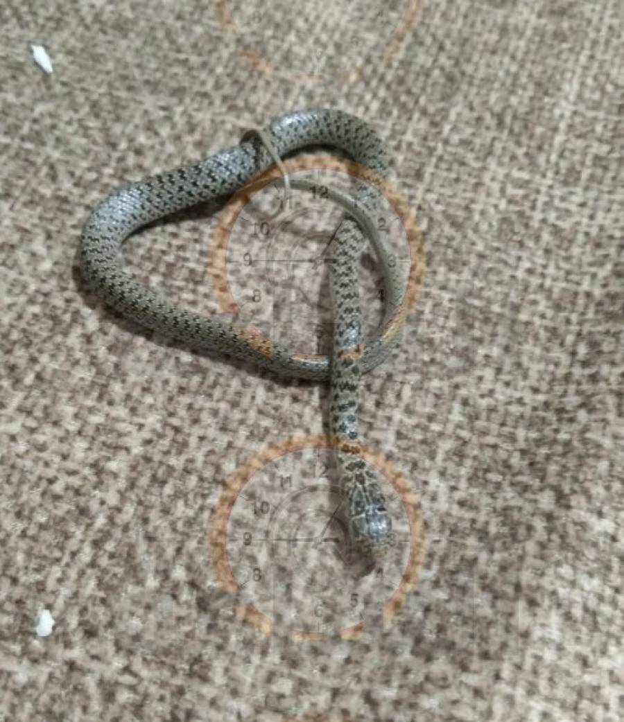 لم يتم رصدها سابقا.. الدعجة: أعداد