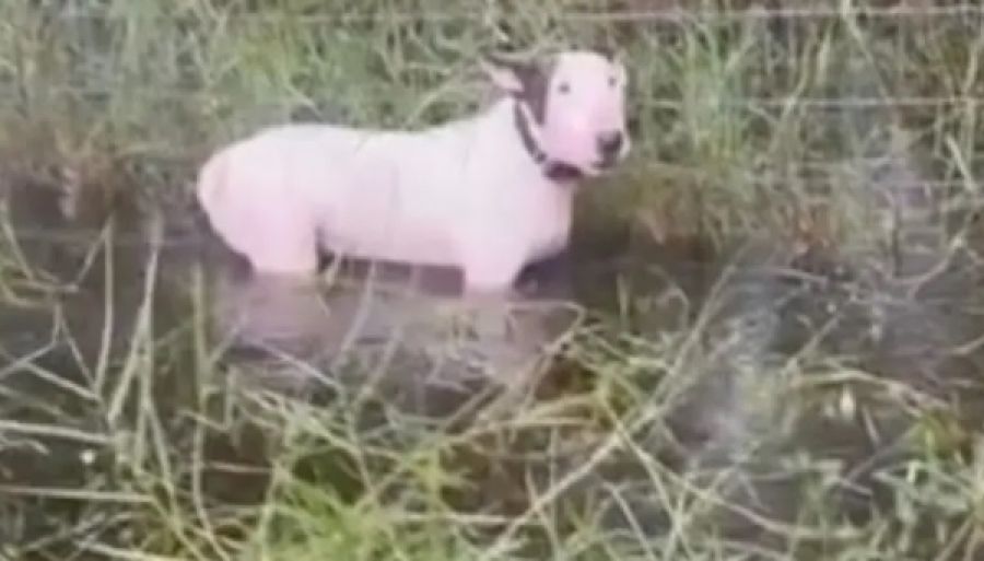 ترك كلبه وسط الفيضانات وهرب.. القبض