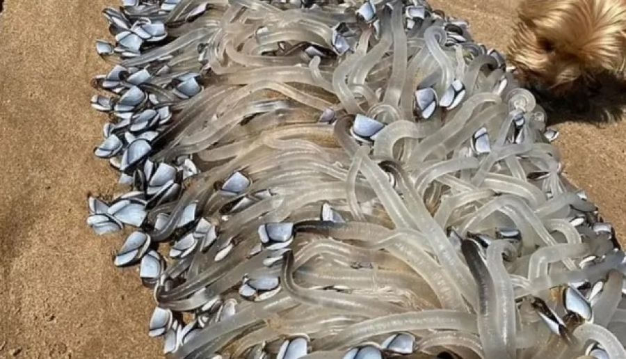 مخلوق غريب يظهر في أستراليا.. والسكان