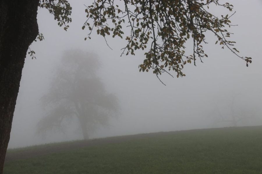 الأردن.. تحديث مهم.. ضباب كثيف يؤثر