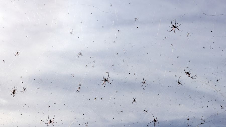 مشهد مرعب.. سماء البرازيل تمطر عناكب