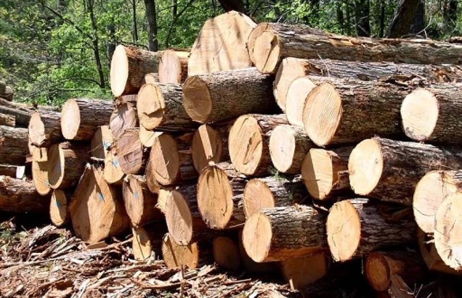 الأحطاب المهربة.. هكذا تم ضبط أكبر