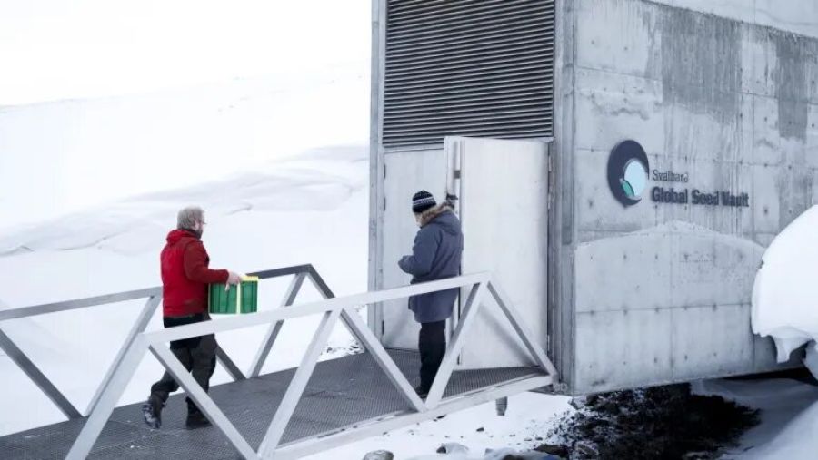 قبو البذور العالمي يستقبل 14 ألف