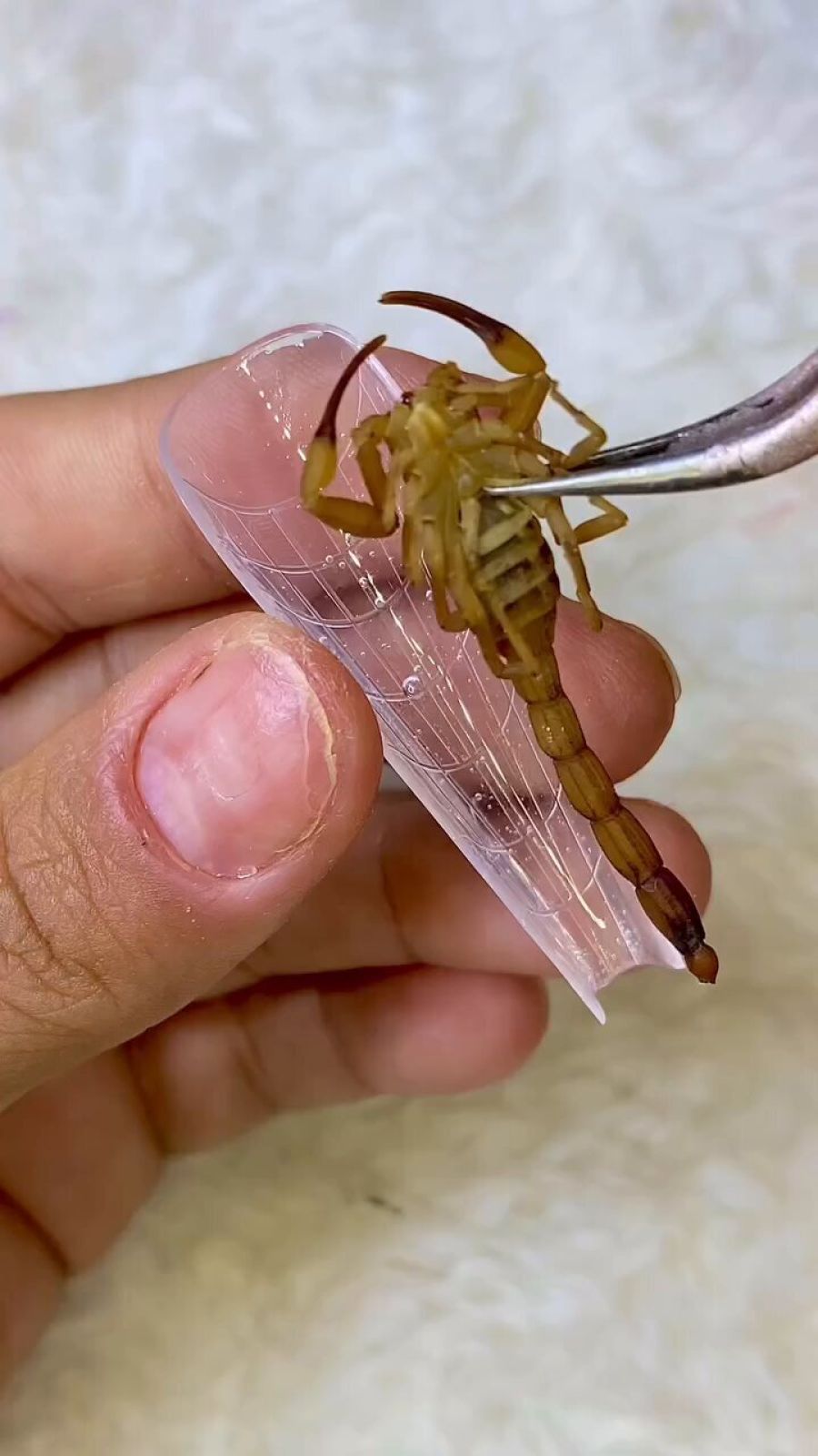 فتاة تستخدم عقرب في تركيب أظافرها