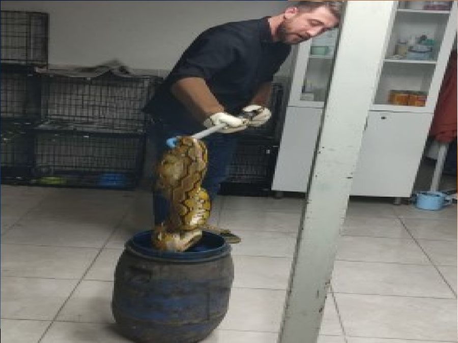 العثور على ثعبان عملاق داخل صندوق