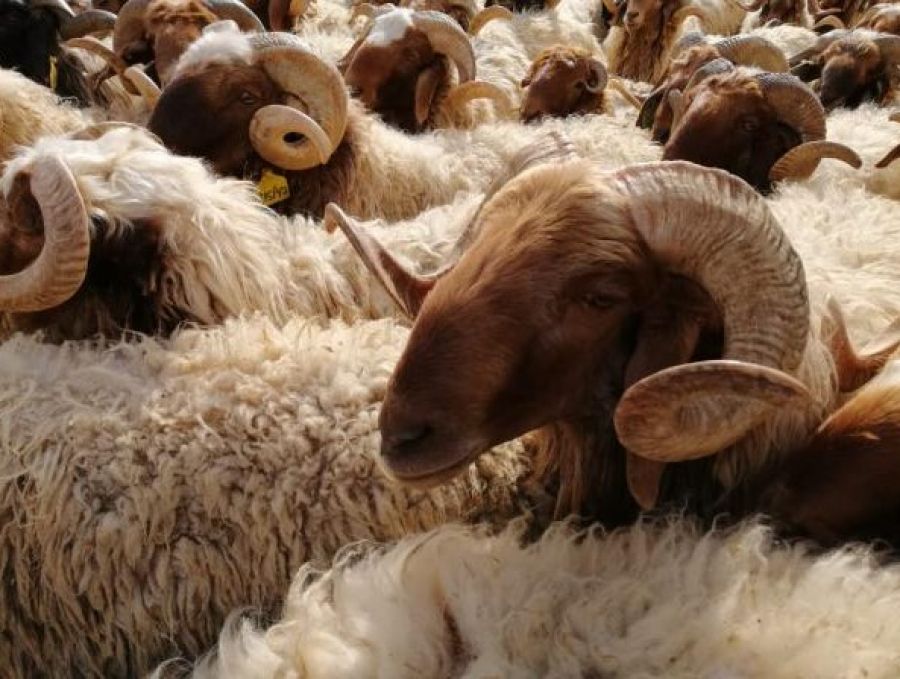 الزراعة تنفي دخول أغنام من سوريا