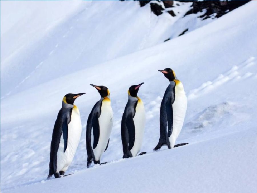 بطاريق تحت حصار ترامب الجمركي