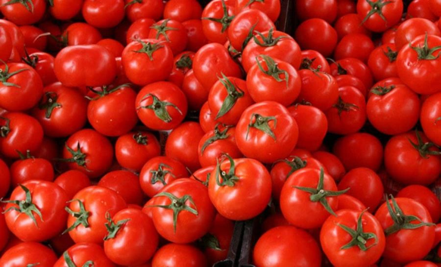 أسعار الطماطم تخلق أزمة في المطبخ