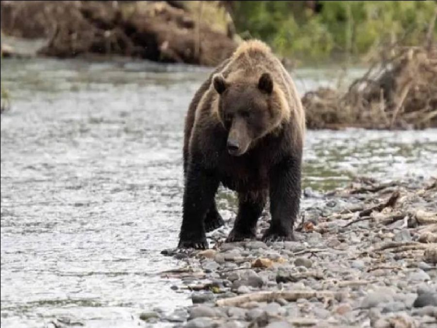 نصيحة: افعل مثل هذا الروسي.. اذا