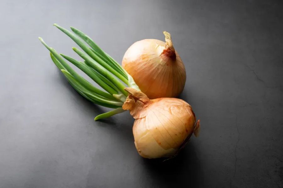 البصل المنبت.. متى تستخدمه ومتى تتخلص