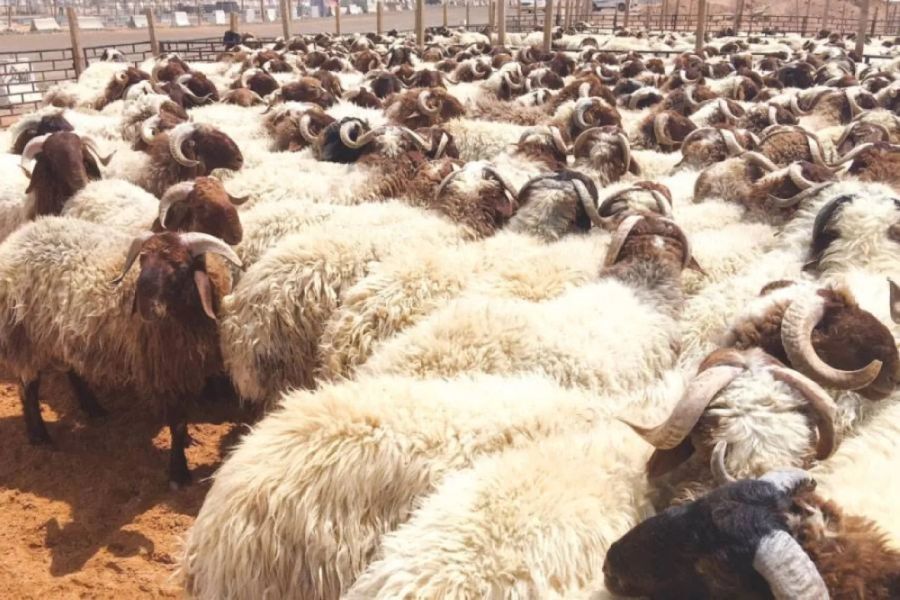 تصدير 185 ألف رأس من الأغنام