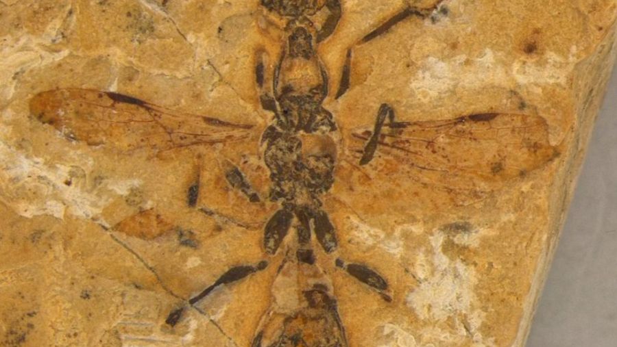 عمرها 113 مليون عام.. اكتشاف أحفورة