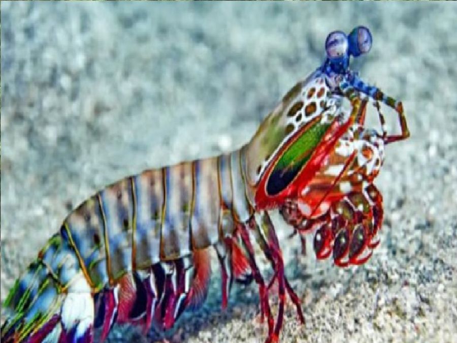 عيون خارقة.. حيوانات ترى عوالم خفية