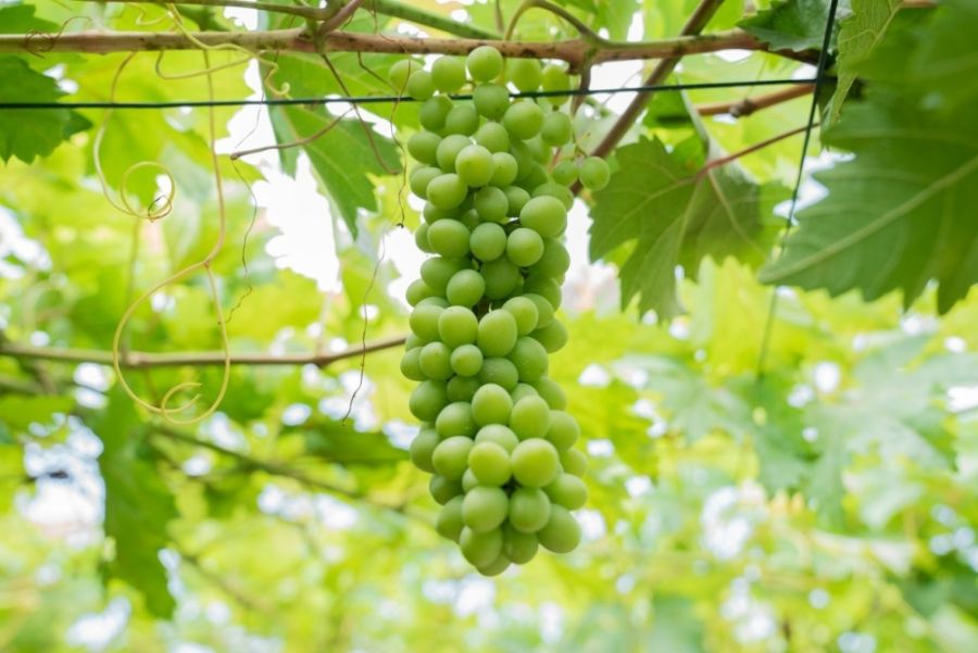 الأردن.. تحذير لمزارعي العنب