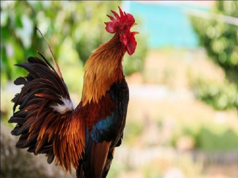 غرامة بحق بريطاني بسبب ديك