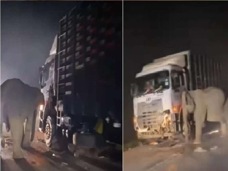 أنثى فيل تحطم شاحنة بعد مقتل