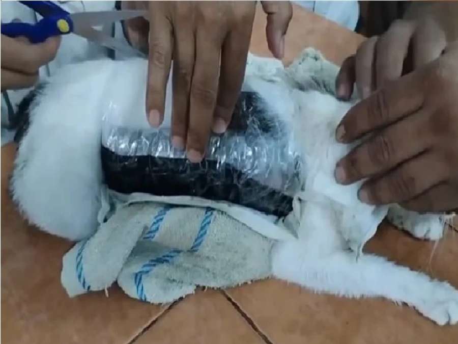 عملية تهريب غير متوقعة.. ضبط قطة