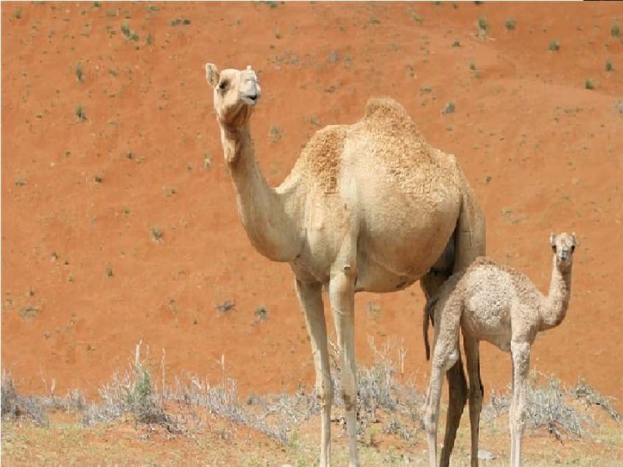 العراق.. عائلة كردية تطالب بـ ديّة