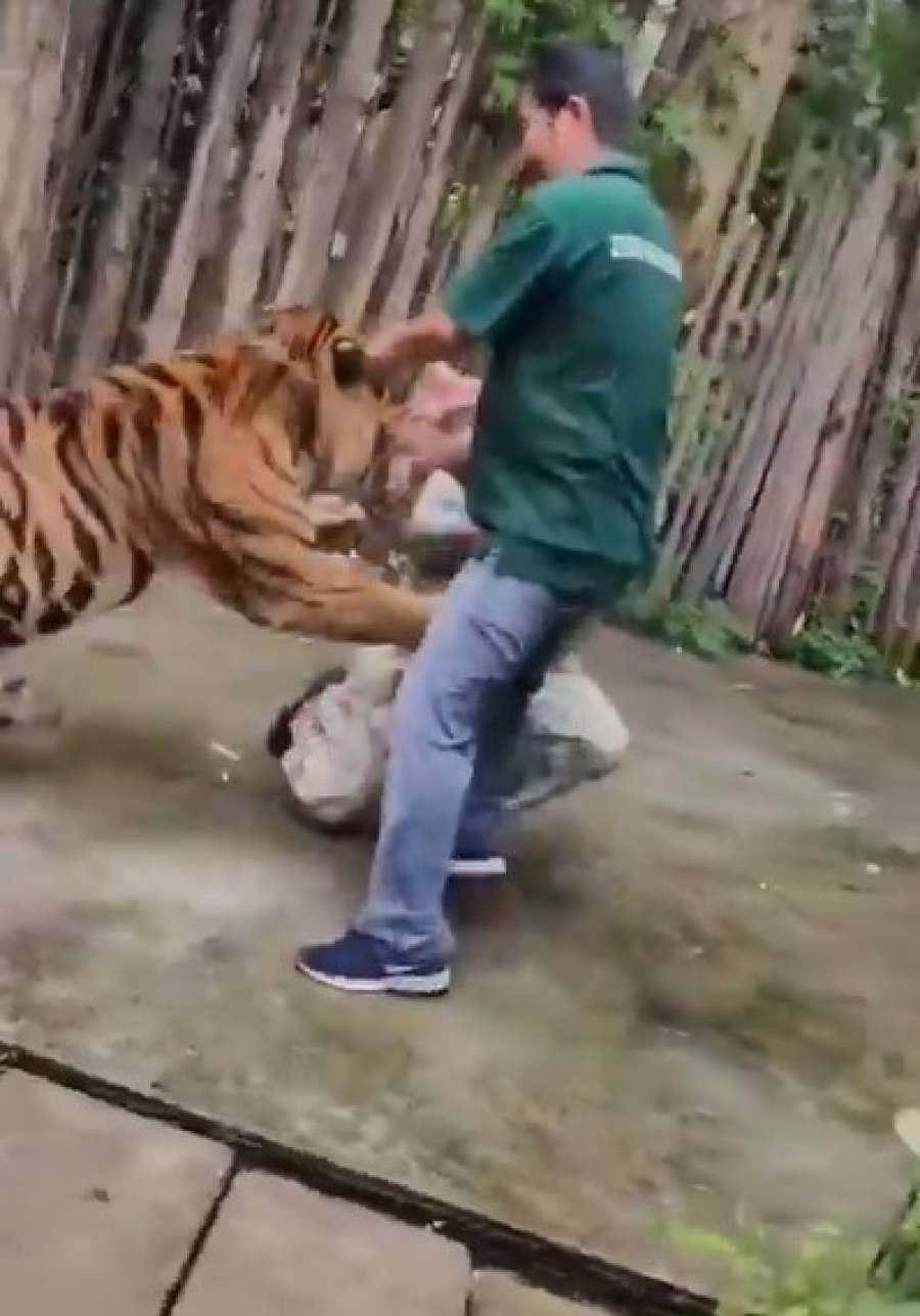 فيديو صادم.. نمر يهاجم سائحا حاول