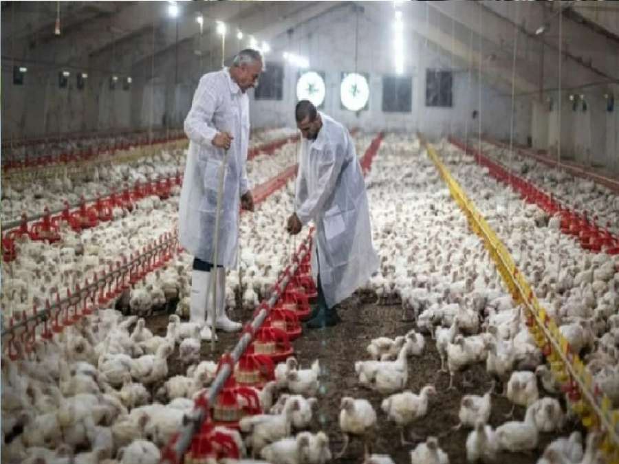 بعد تفشي إنفلونزا الطيور.. الصين توقف