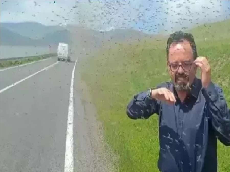 أسراب بعوض أخضر تجتاح شوارع تركيا