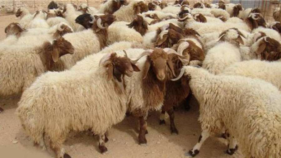 البيطريين: 180 طبيب بيطري أردني يشرفون