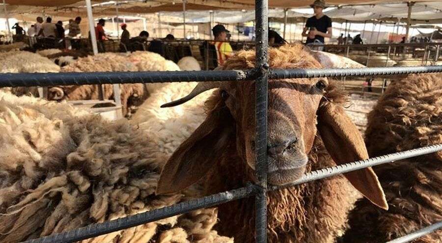 إقبال محدود على شراء الأضاحي في