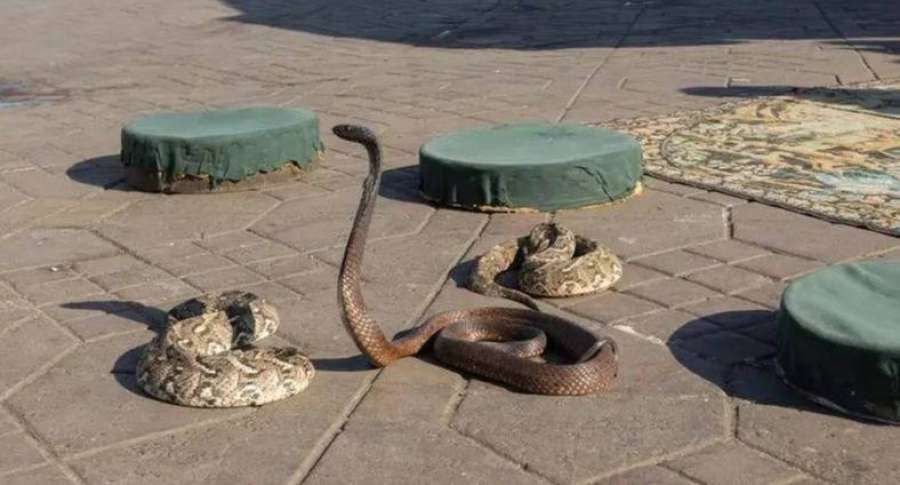 الأفاعي والثعابين تثير الرعب في المغرب..