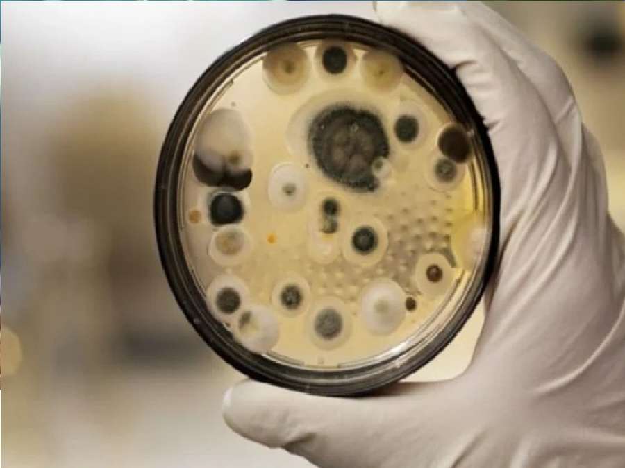 قتل 10 علماء وأرعب الباحثين.. فطر