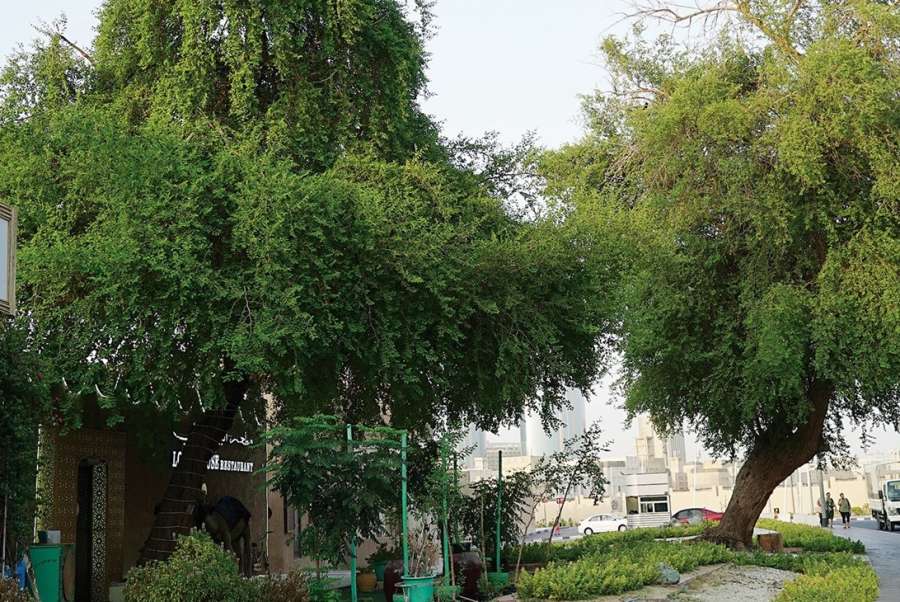 ما حكم الأخذ من شجر البستان