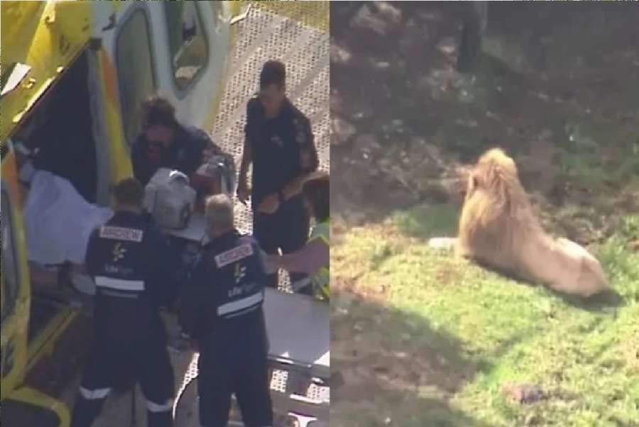 في مشهد صادم.. أسد ينقض على