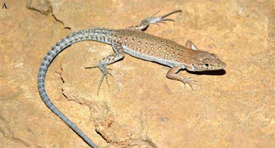 اكتشاف نوع جديد من الأبراص في