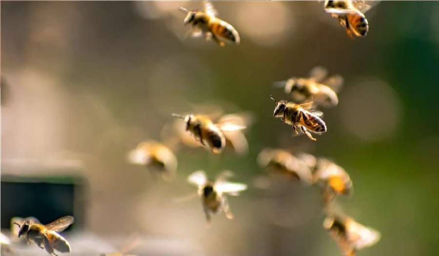 هجوم مرعب في فرنسا.. سرب نحل