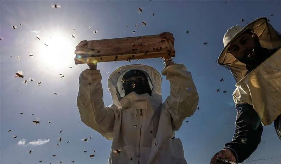 حرب بين مربي نحل وجيرانه بسبب