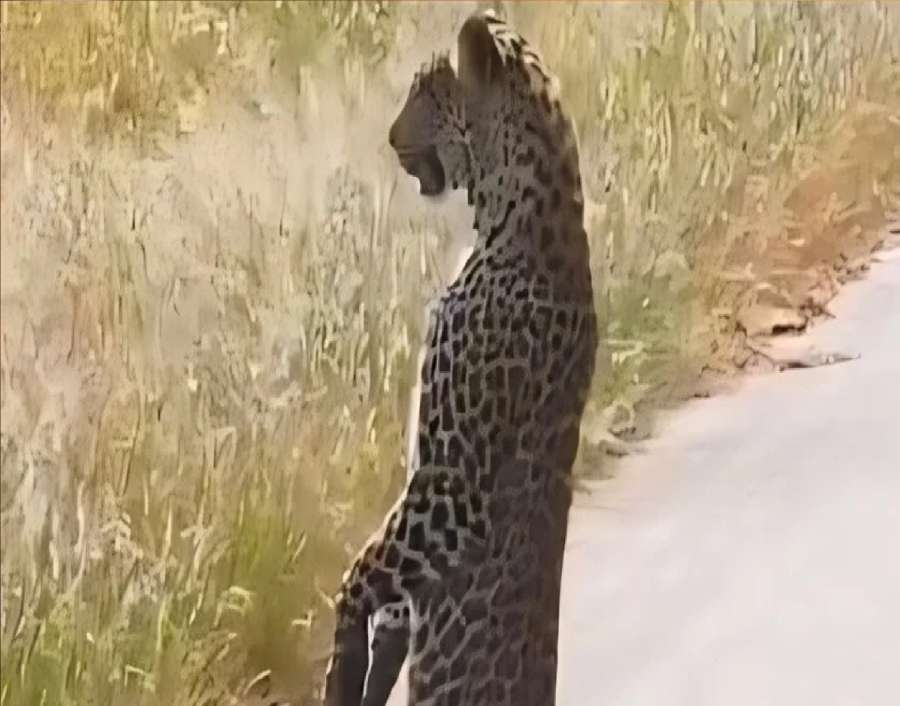 لقطة استثنائية لنمر يقف على ساقيه