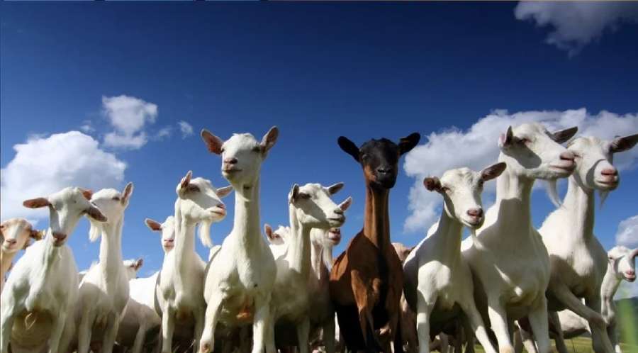 بسبب الطاعون.. الصين تحظر استيراد الأغنام