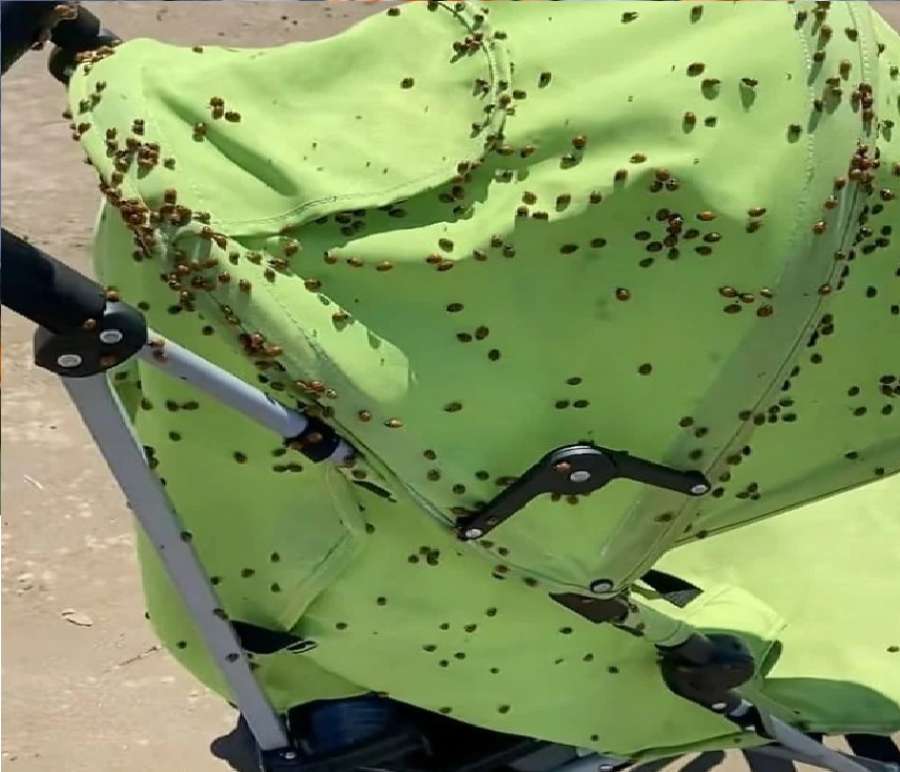 الخنافس تغزو شوارع وشواطئ بريطانيا.. والسكان