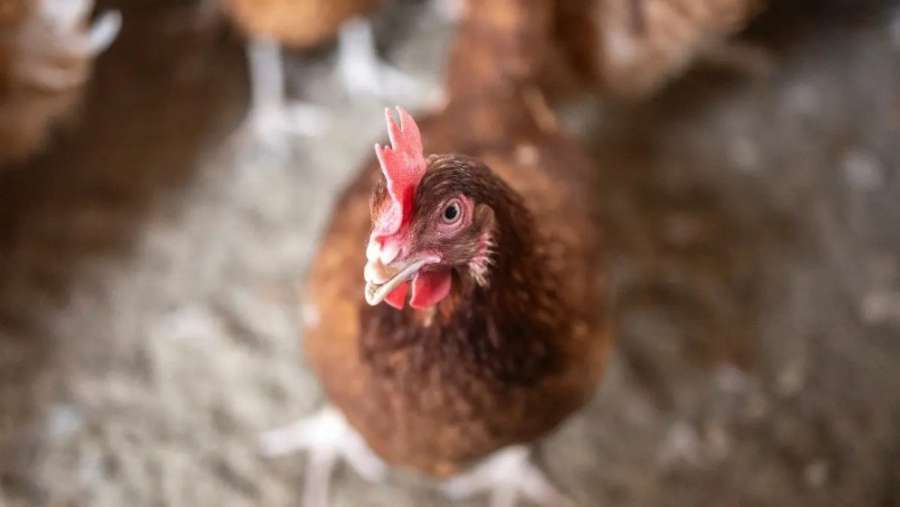 الأردن يرفع القيود عن استيراد الدواجن