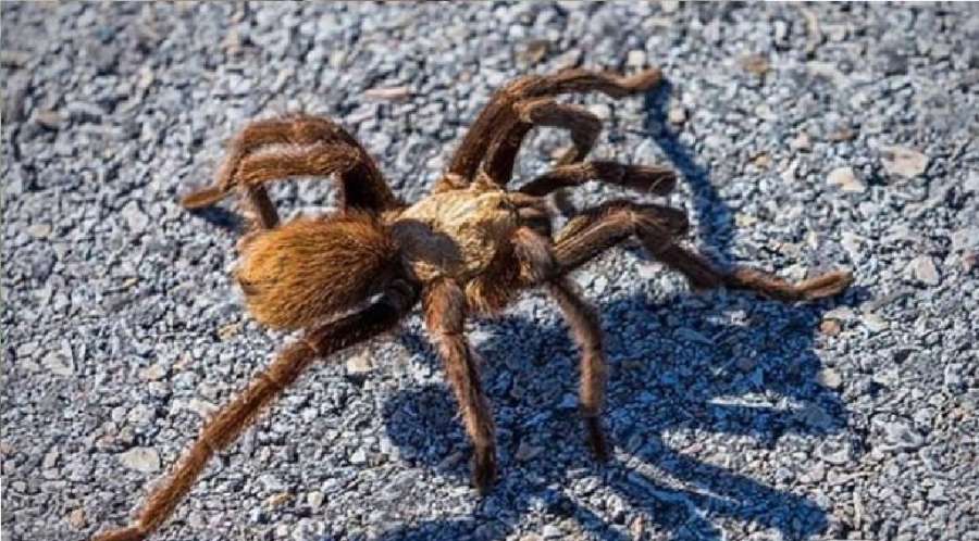 جحافل العناكب العملاقة تجتاح خمس ولايات