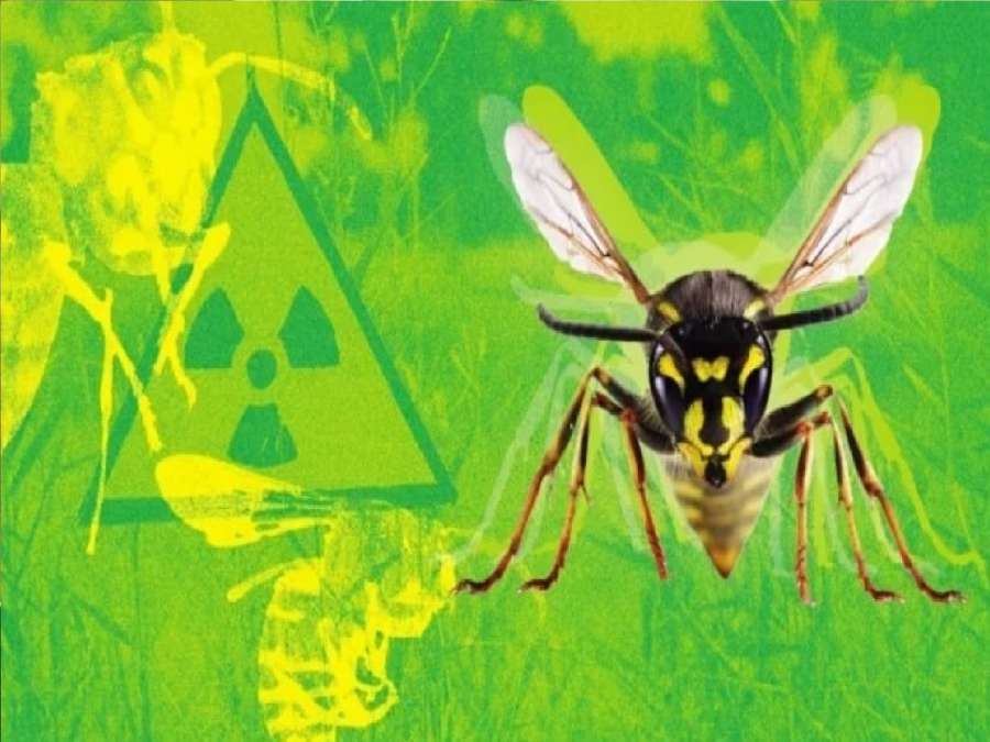 دبابير نووية.. اكتشاف إشعاع خطير داخل