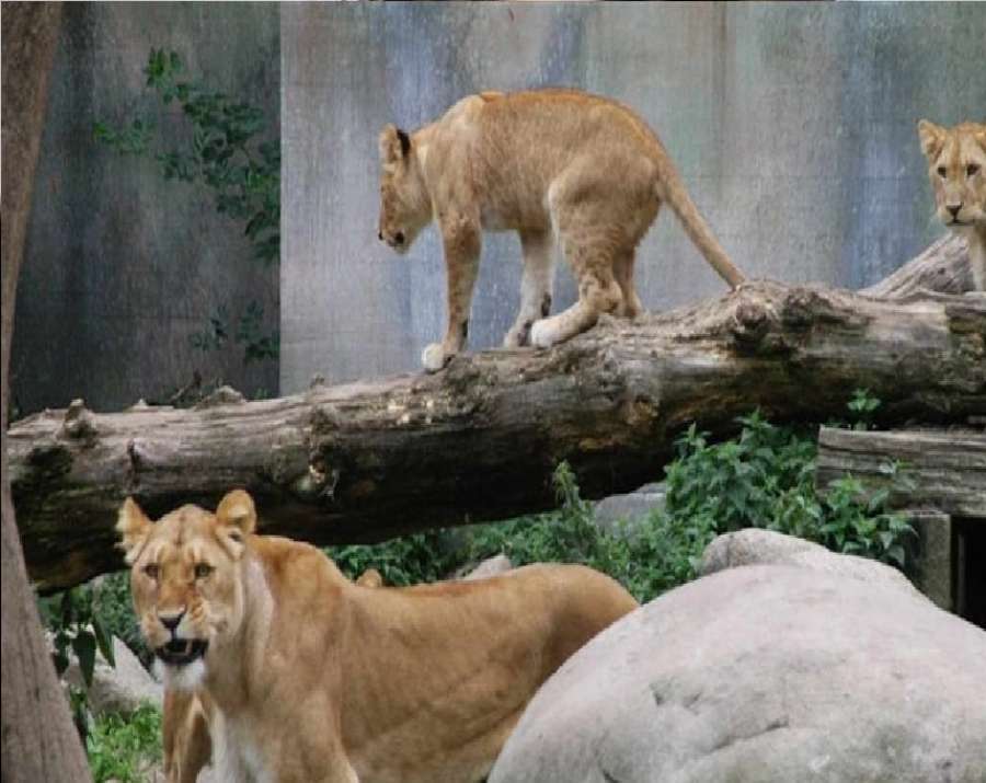 حديقة حيوان دنماركية تطلب التبرع بالحيوانات