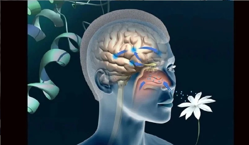 دراسة تفسر لماذا يبدأ مرض الزهايمر