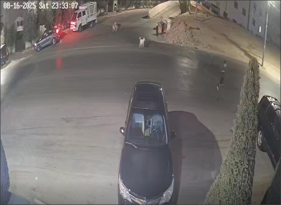 حدث في طبربور.. طفلان يهربان رعبا..