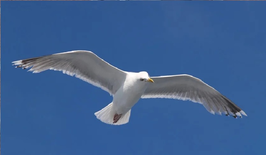 نورس يهاجم امرأة ويصيب رأسها بجروح