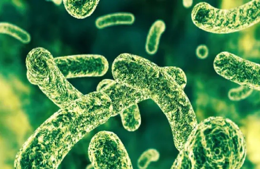 دراسة: بكتريا الأمعاء لدى الرياضيين تختلف