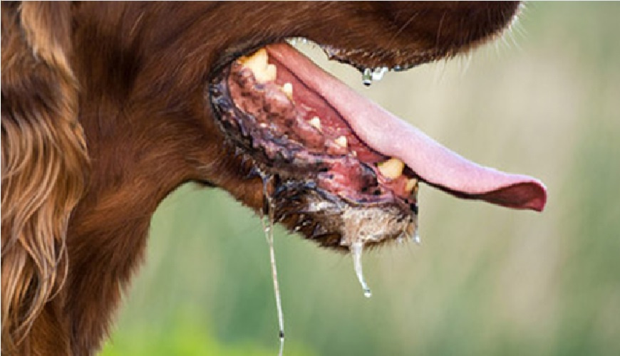 هل الرذاذ المتطاير من الكلب نجس؟