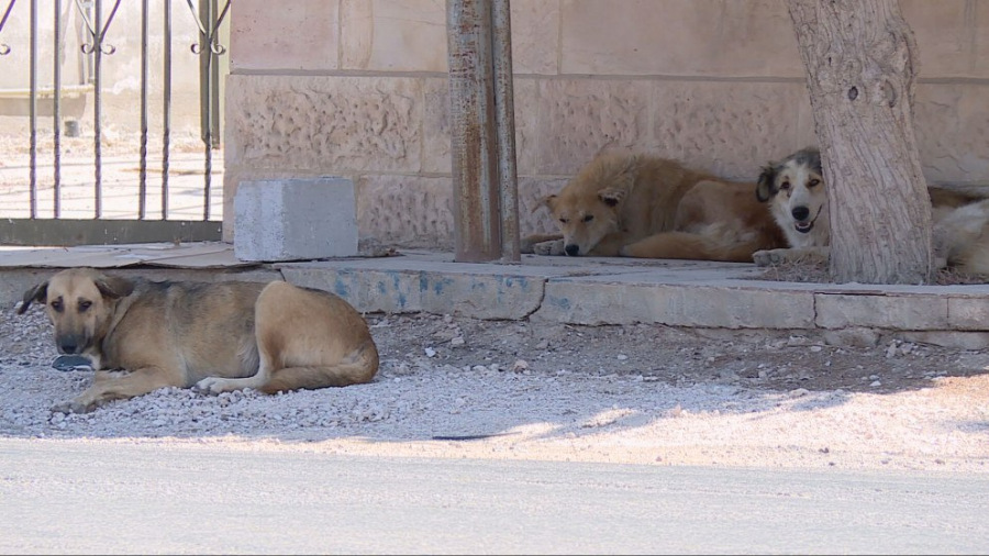 تسجيل 5605 حالات عقر منذ بداية