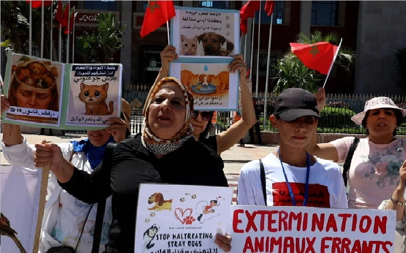 ‬الرحمة صارت تهمة.. مغاربة يرفضون قانونا