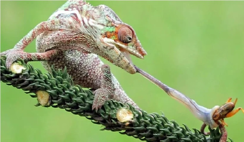 آلية لسان الحرباء تفتح آفاقا جديدة