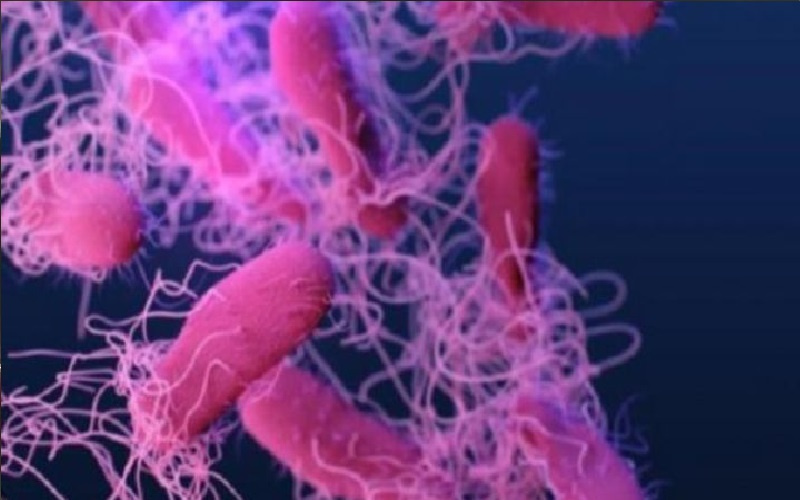 شراكة مرضية بين فطر وبكتيريا تهدد